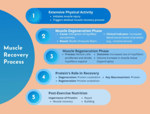 Infographic showing the muscle recovery process