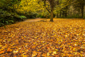 Scenic autumn landscape with fallen leaves representing weather changes during seasonal transitions.