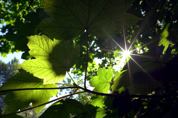 sunlight coming from sun