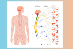 Diagram illustrating the human nervous system and its connection to the body.